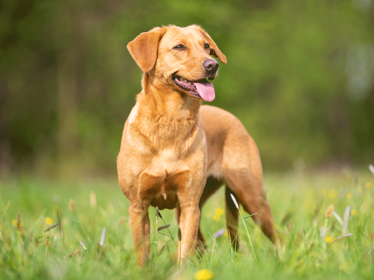 Labrador Average Weight