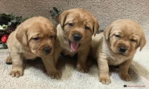 1-Month Old Labrador Puppies