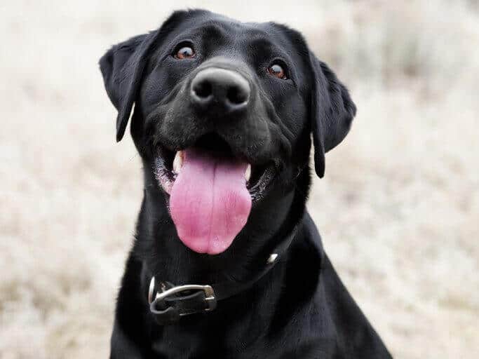 Dog panting after exercise