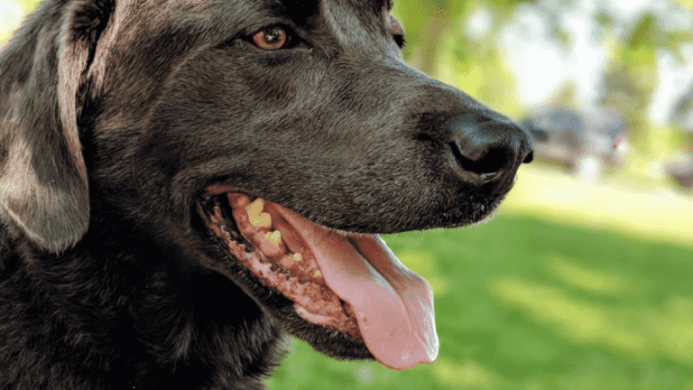 Labrador Excessive Panting After Exercise: 12 Causes