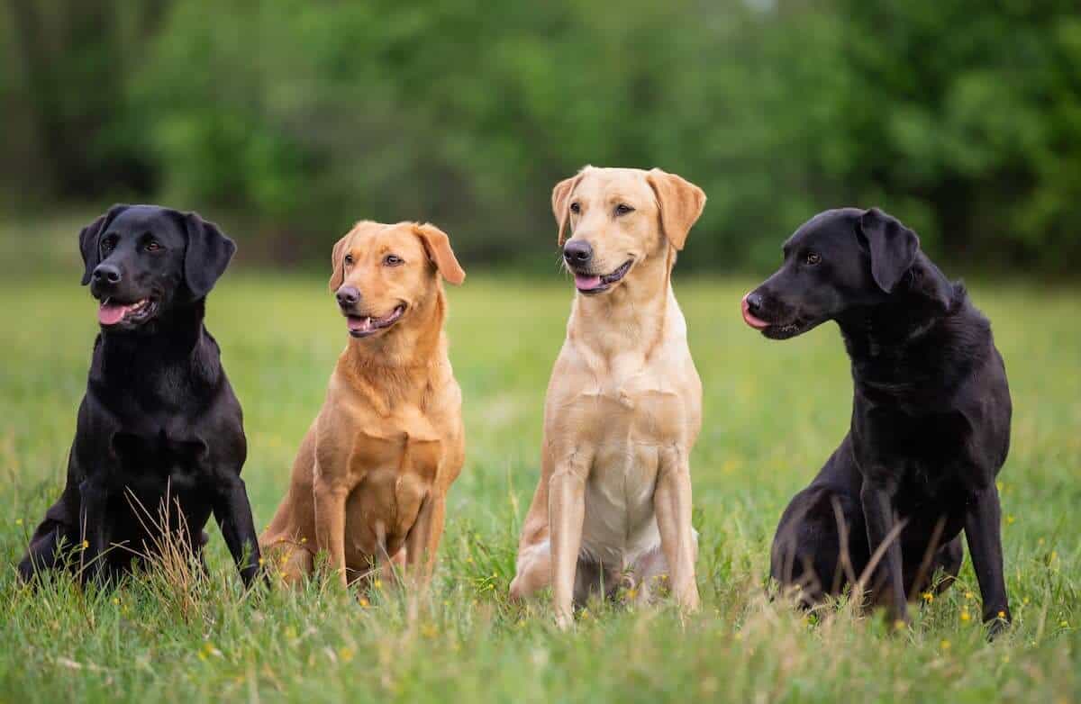 the-labrador-family-everything-labrador-retriever