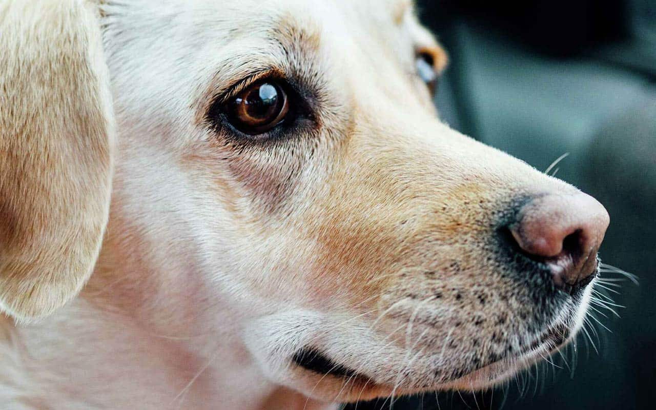 Labrador’s Nose Ever Turn Black Again