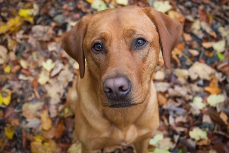 11 Unique Names For Your Red Fox Labrador