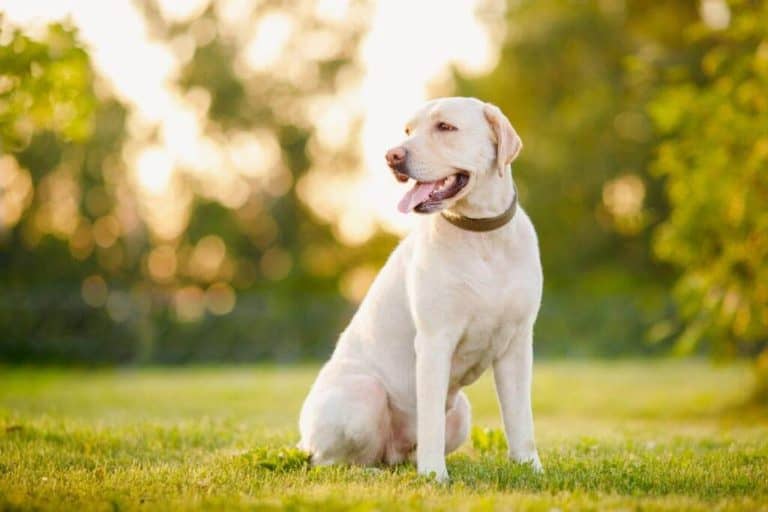 Why Is Your Labrador So Skinny? Weight Growth Chart