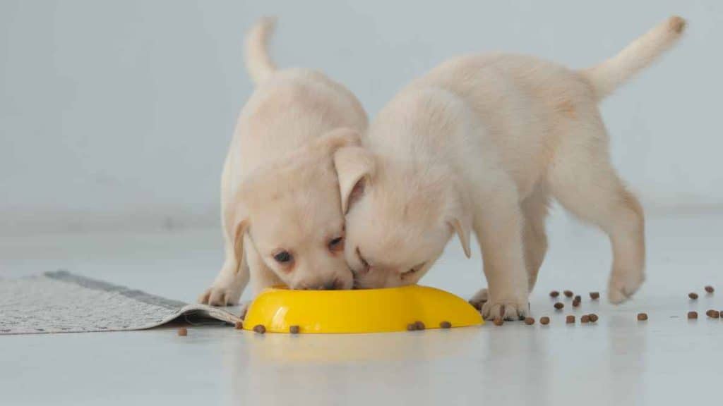 Two labrador puppy funny eat in a bowl on a floor