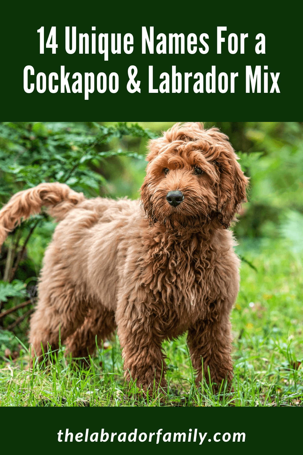 14 Unique Names for a Cockapoo and Labrador Mix