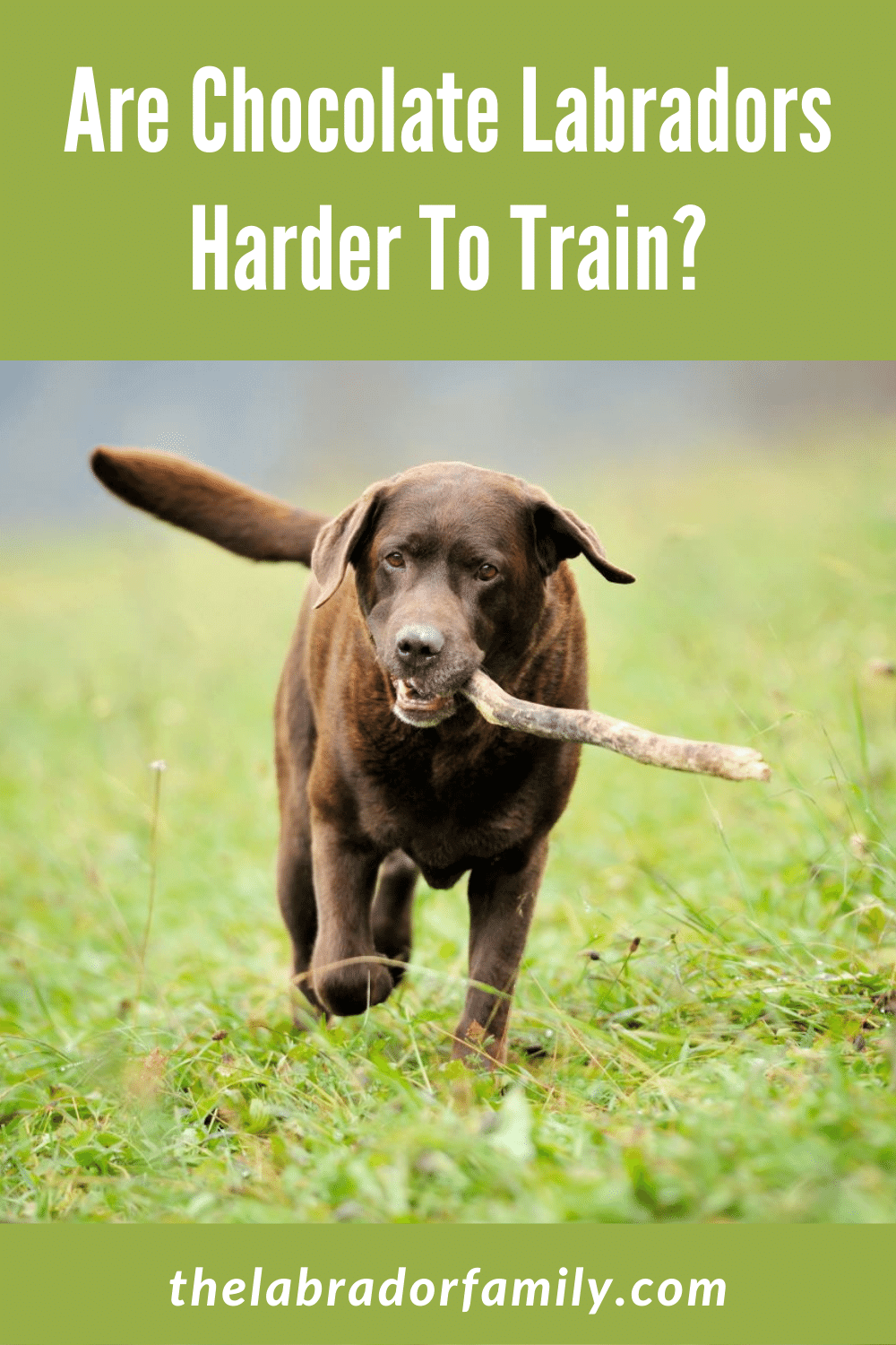 Are Chocolate Labradors Harder To Train