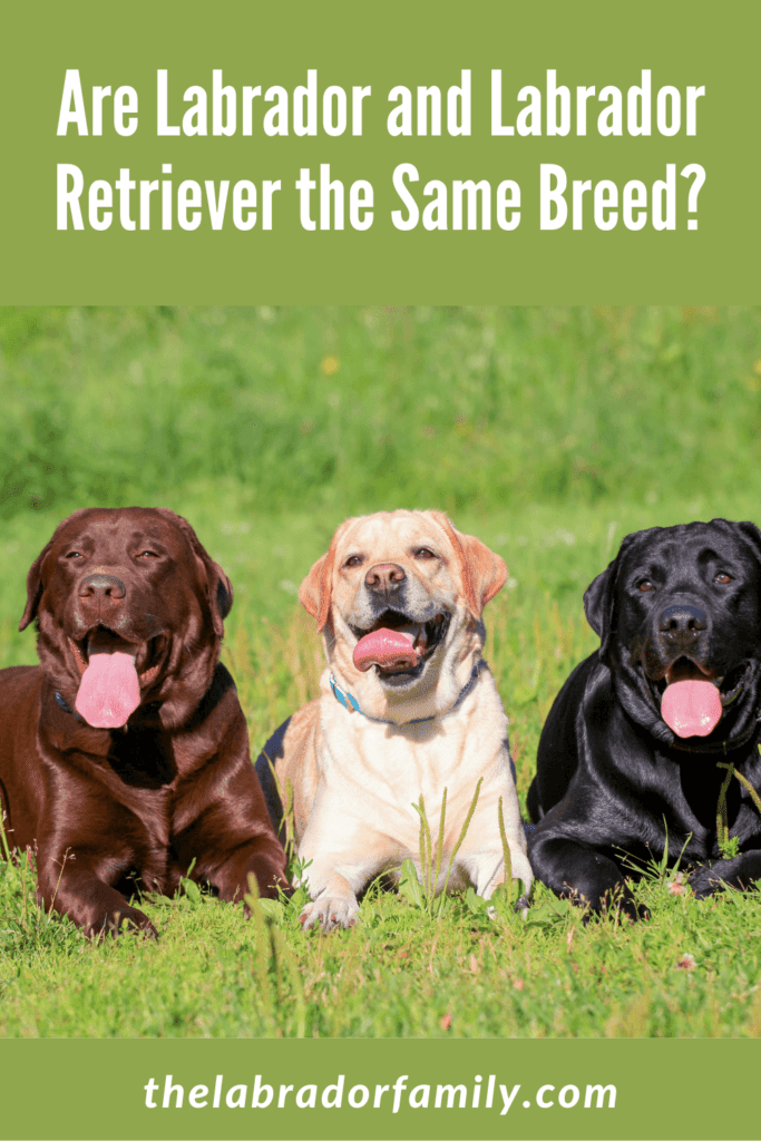 Labrador and Labrador Retriever the Same Breed