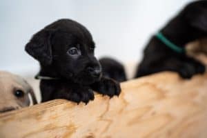 Black Labrador Puppy