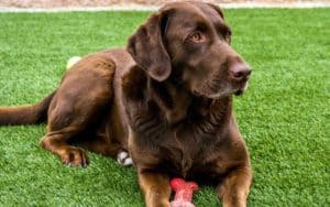 Chocolate Labrador Tanning