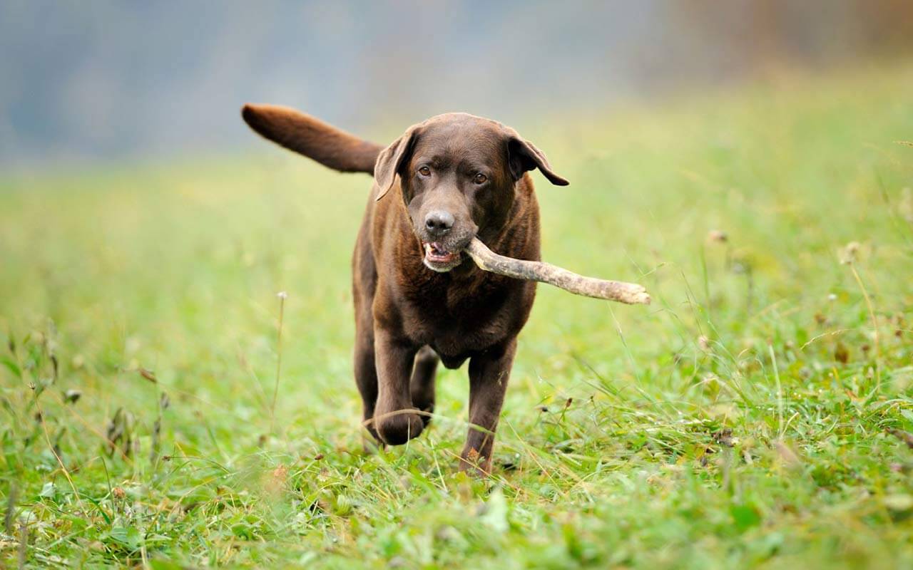 Way To Train a Chocolate Labrador