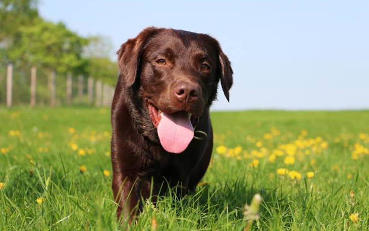 Chocolate Labrador