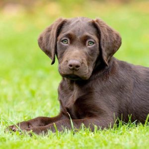 Is Labrador a high maintenance breed?