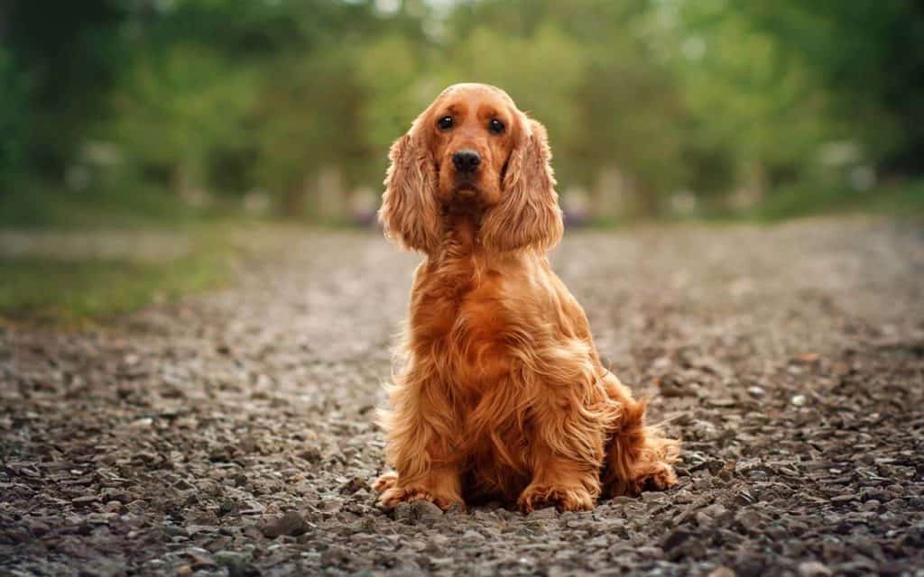 Cocker Spaniel Shedding