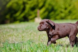 Know Before Using Crates for Lab Puppies