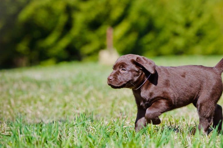 Lab Puppy Hates Crate? 8 Reasons Why