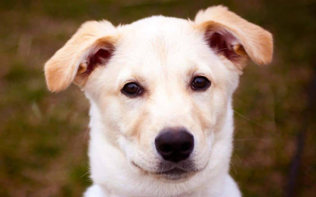 Husky Lab Mix