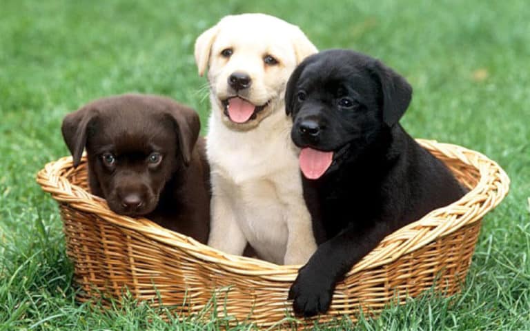 Are Lab Puppies High Maintenance? Everything You Need To Know