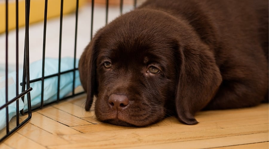 Lab Puppy Dislikes the Changes You Made to the Crate