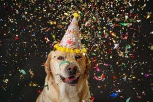 Labrador Birthday Wishes Quotes