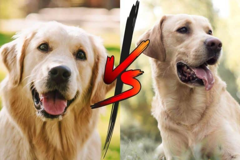 Labrador Vs Golden Retriever for Duck Hunting Compared