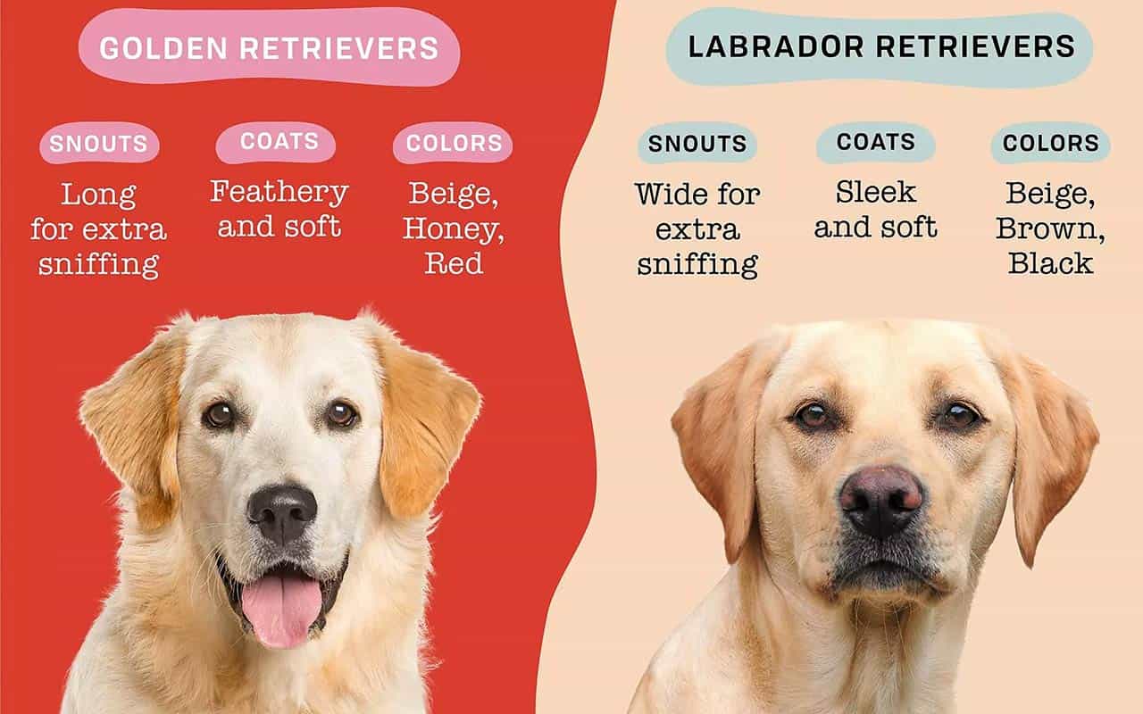 Labrador Vs Golden Retriever