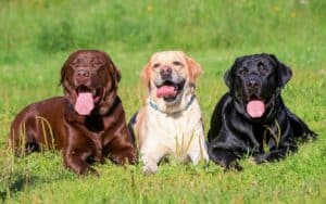 Labrador retrievers