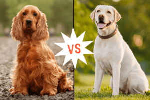 Labrador vs Cocker Spaniel Shedding