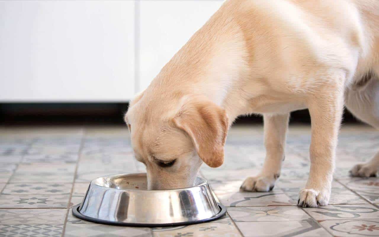 Labradors Eating- Simple Feeding Chart