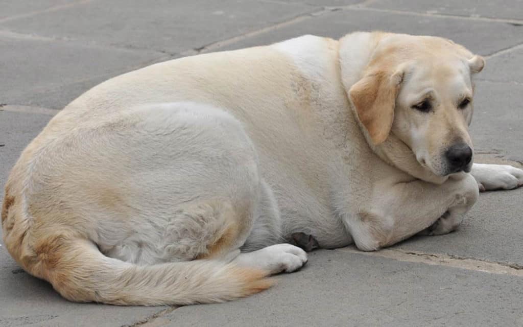 Overweight Labradors Don’t Live as Long as Healthy Labradors