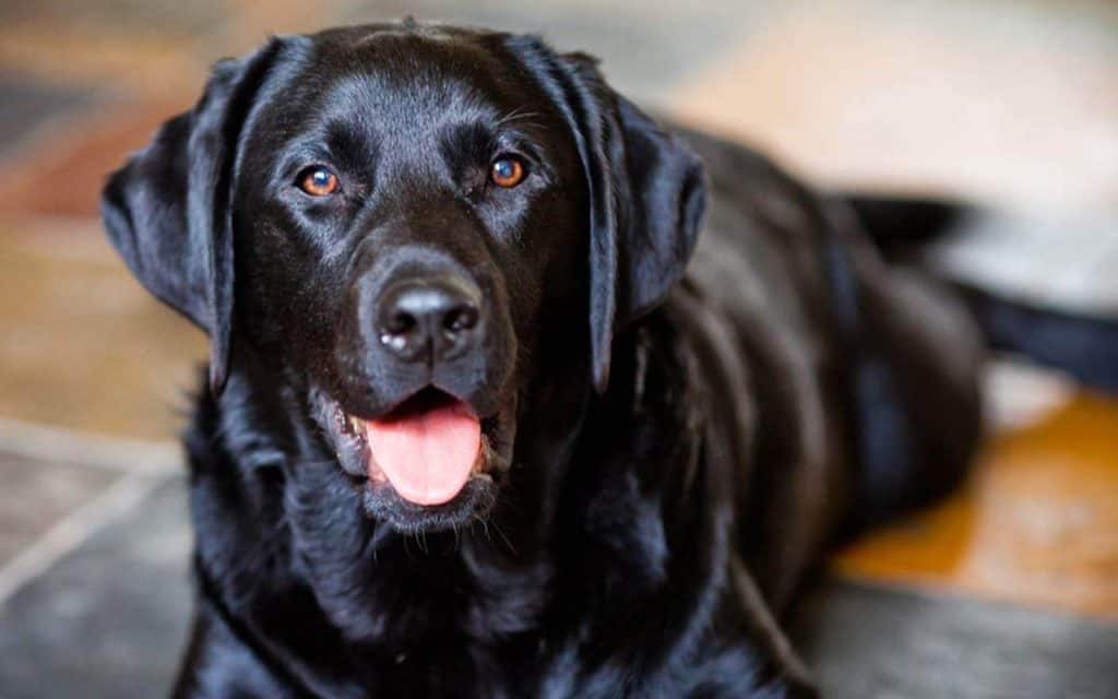 Prevent Labrador From Becoming Overweight