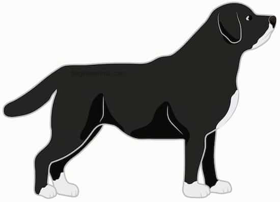 The extinct St. John’s Water Dog dog breed