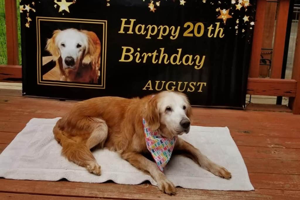 Tennessee dog sets record for oldest living golden retriever in history