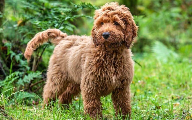 14 Unique Names for a Cockapoo and Labrador Mix