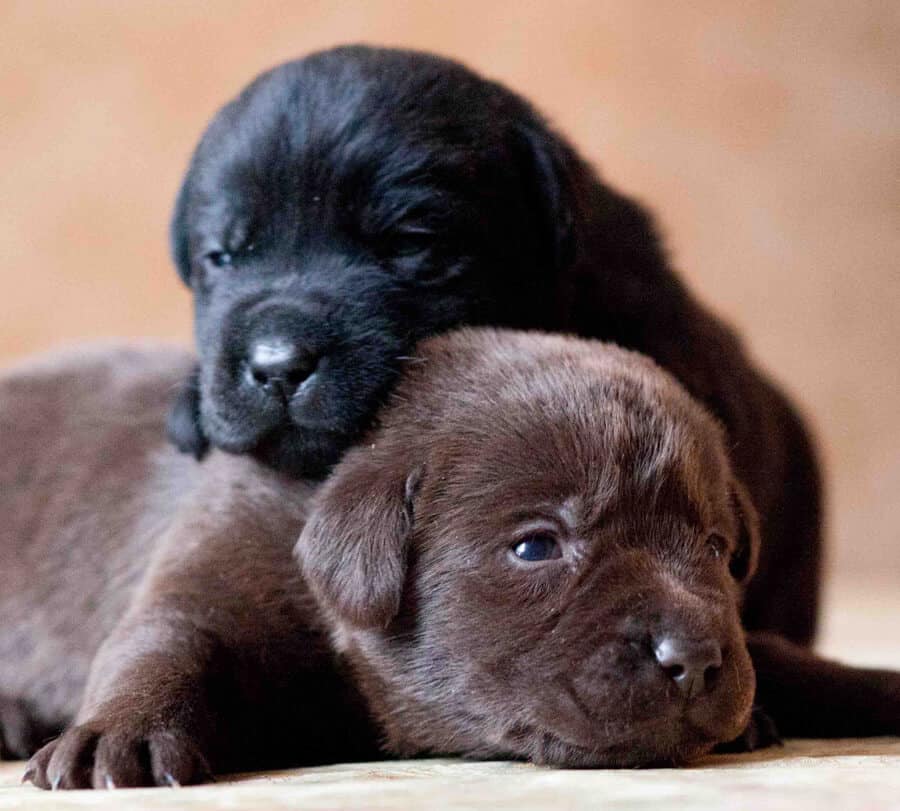 couple black and chocolate lab puppies