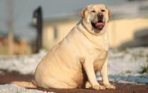 Overweight Labrador