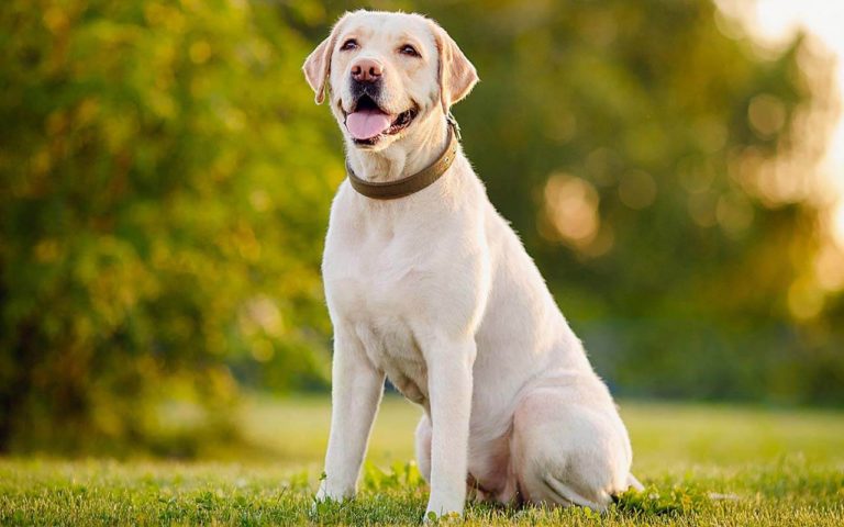 Why Do Labradors Have Such Big Chests?