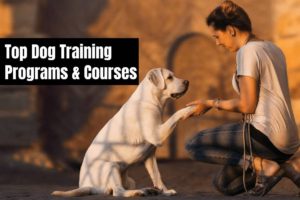 Most Effective Dog Training Courses