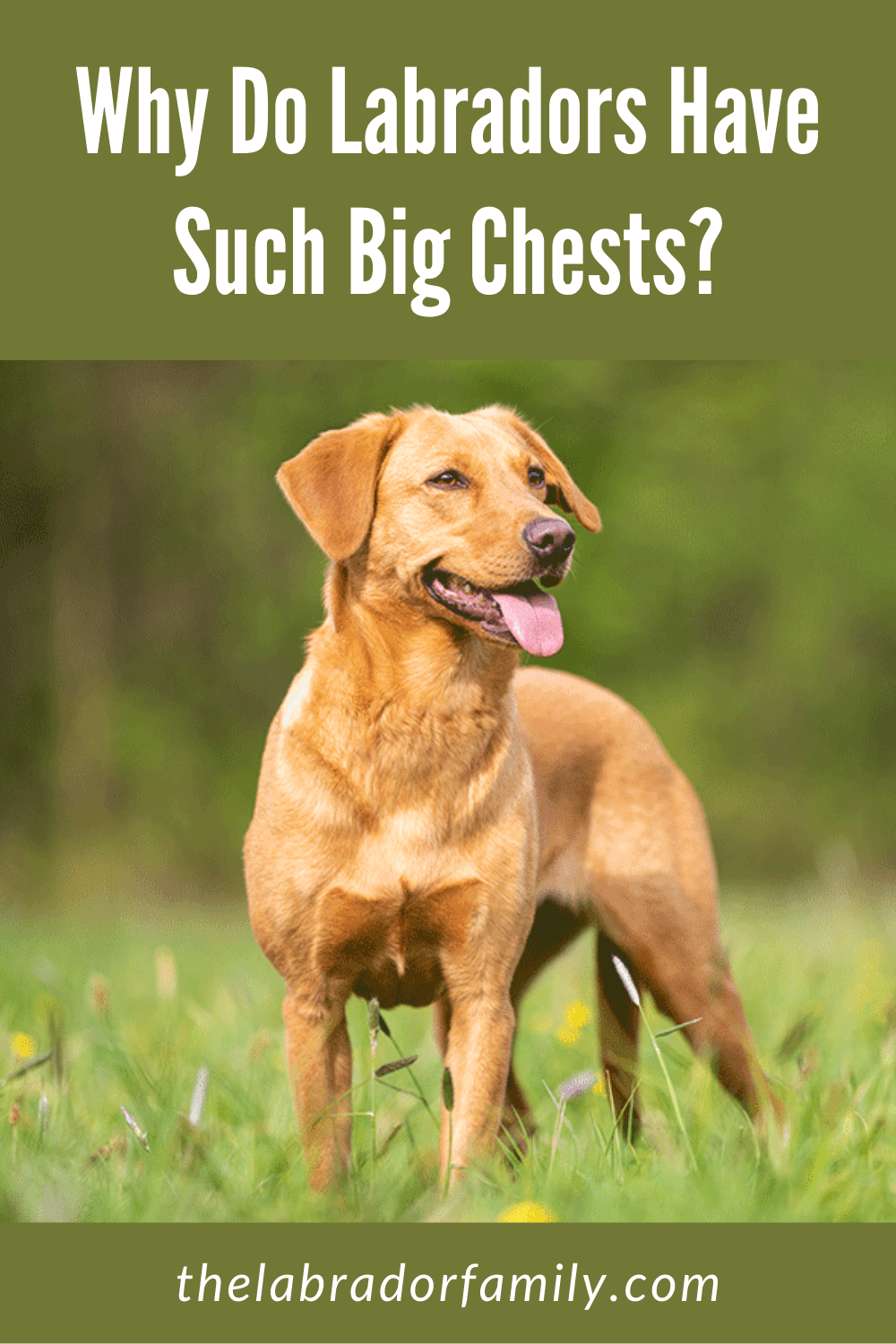 Why Do Labradors Have Such Big Chests