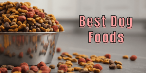 Best Dog Foods