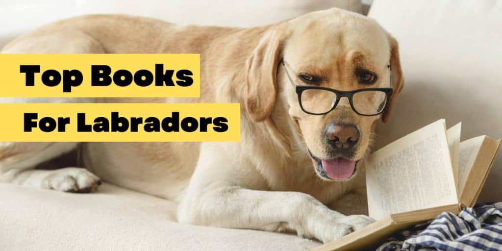 Best Labrador Retriever Training Books