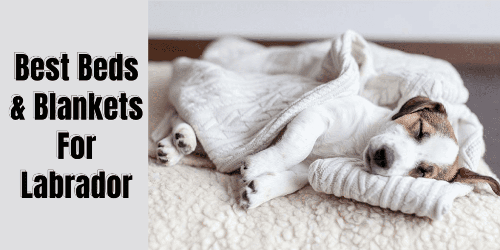 Best Beds & Blankets For Labrador Retrievers