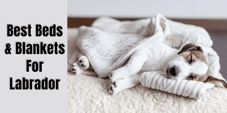 The Absolute Best Beds & Blankets For ALL Labrador Retrievers