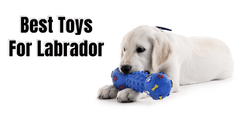 Best Toys for Labrador Retrievers