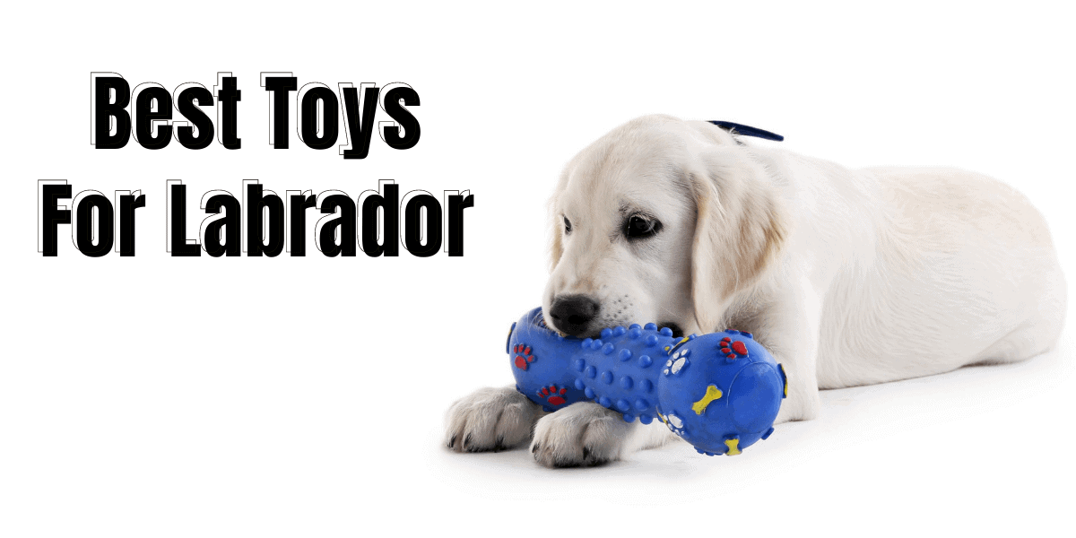 Best Toys For Labrador Retrievers The