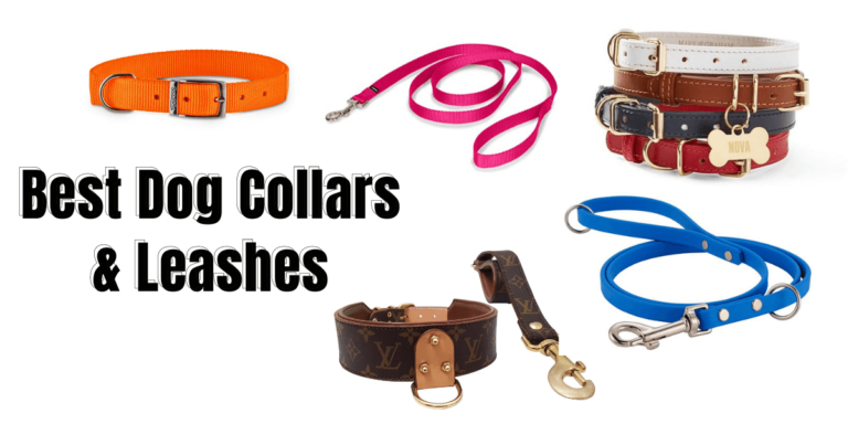 Best Collars and Leashes For Labrador Retrievers