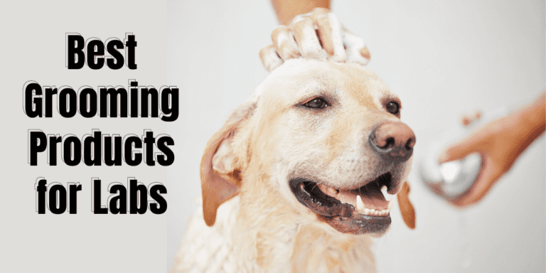 How To Properly Groom Your Labrador At Home + Product Hacks To Use