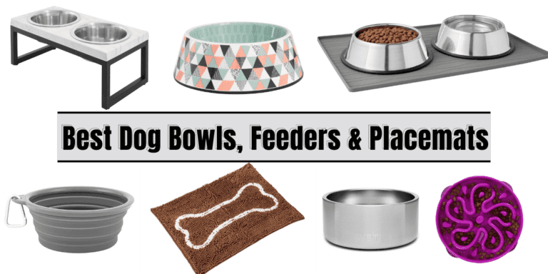 Best Dog Bowls, Feeders & Placemats For Your Labrador Retriever