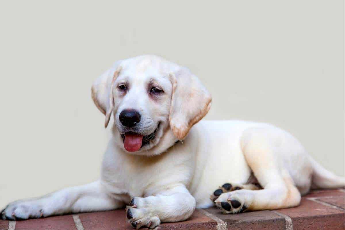 Best time to buy a white Labrador Retriever