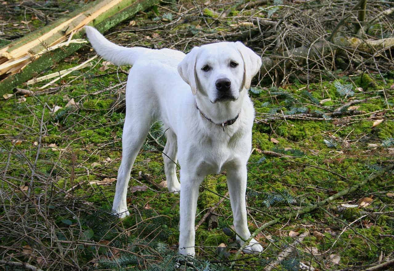 Cost To Buy A White Labrador Retriever